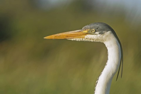 White-necked Heron (Ardea pacifica), Valparaiso, Chile