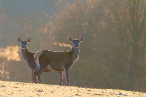 Two female red deer (Cervus elaphus) stand in the first light of day on a meadow covered in hoar
