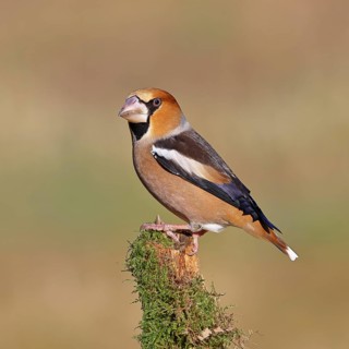 Hawfinch (Coccothraustes coccothraustes), male, perched on a moss-covered branch, Wilnsdorf, North