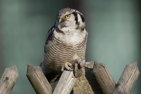 Northern Hawk-Owl (Surnia ulula), Saxony, Germany