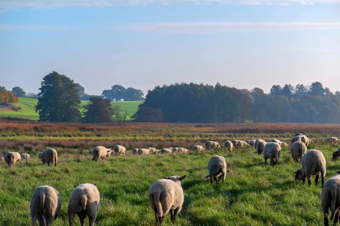 Black-headed sheep (Ovis gmelini aries) on a lush pasture, Rehna, Mecklenburg-Vorpommern, Germany