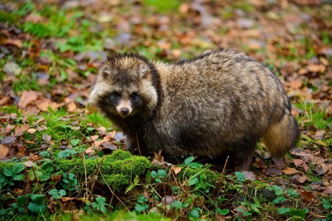 A raccoon dog standing on a moss-covered and leafy area, raccoon dog (Nyctereutes procyonoides),