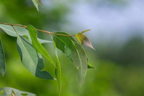 Fresh green Eucalyptus leaves on a branch, Sreepur, Gazipur, Bangladesh