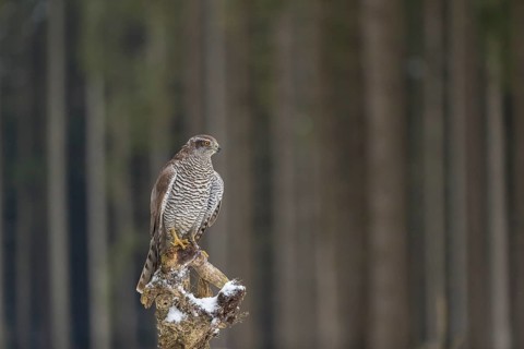 Northern goshawk, Accipiter gentilis, flying through a forest in winter and lands on a dead branch