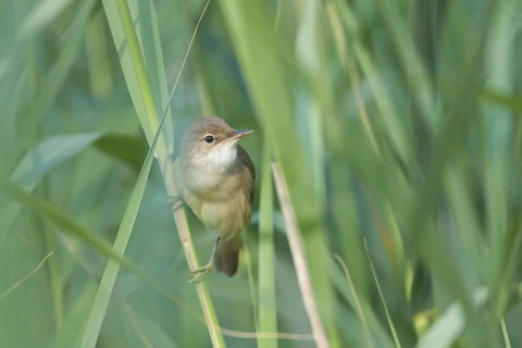 Common Reed Warbler - Teichrohrsänger - Acrocephalus scirpaceus ssp. scirpaceus, Germany