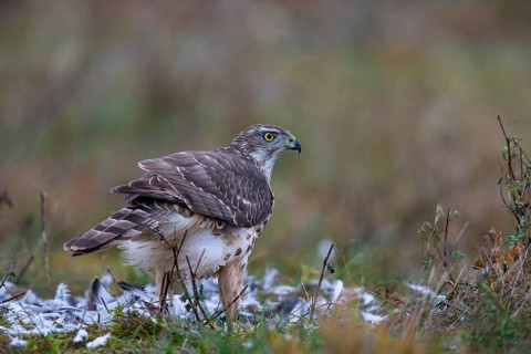 Goshawk (Accipiter gentilis) juv Germany