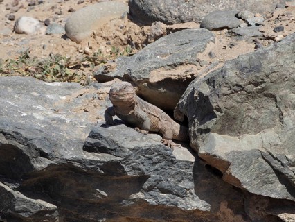A Gran Canaria giant lizard (Gallotia stehlini) is basking in the sun on a large rock in a rocky
