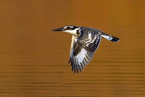 Pied kingfisher (Ceryle rudis), Alcyon pie, MartÌn Pescador PÌo, Marakissa River Camp / Canoe trip,