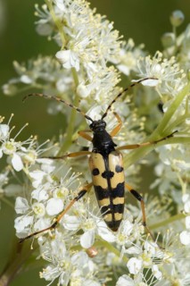 Black and yellow longhorn beetle, cerambycidae, spotted larbock, harlequin longhorn, leptura