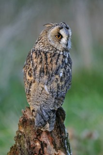 Long-eared owl (Asio otus), long eared owl perched on tree stump at forest's edge