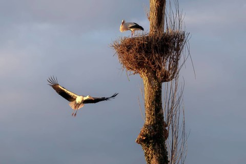 White storks, Rapperswil, Switzerland