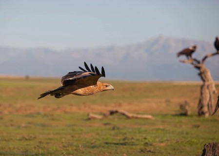 Juvenile Iberian Eagle in flight, Spanish Imperial Eagle (Aquila adalberti), Extremadura, Castilla