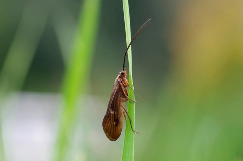 Mushroom-headed caddisfly (Anabolia nervosa), caddisflies (Trichoptera), brown, blade of grass