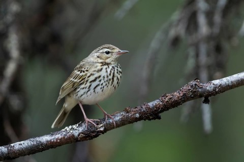 Olive-backed Pipit - Waldpieper - Anthus hodgsoni ssp. yunnanensis, Russia