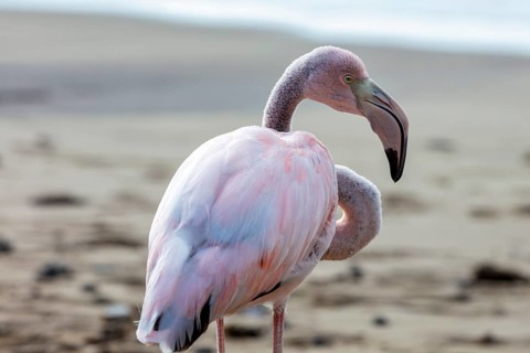 Flamingo (Phoenicopteridae), Galapagos, Ecuador