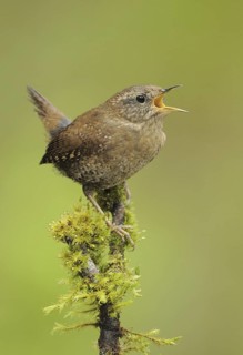 Pacific Wren (Troglodytes pacificus), British Columbia, Canada