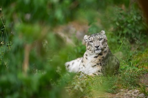 Snow leopard (Panthera uncia) lying on a meadow, captive, habitat in Asia