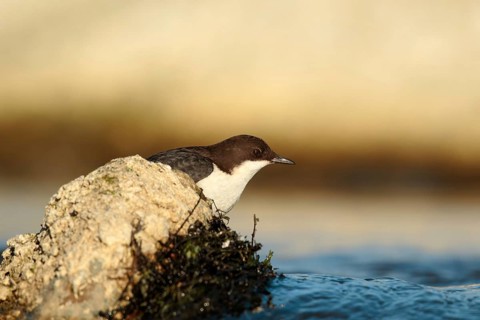 Zwartbuikwaterspreeuw, Black-bellied Dipper, Cinclus cinclus cinclus
