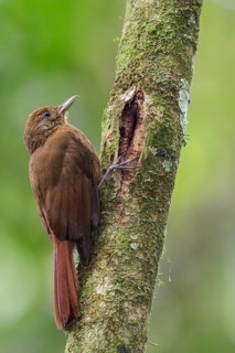 Thrush-like Woodcreeper (Dendrocincla turdina) perched on a branch in the Atlantic rainforest of