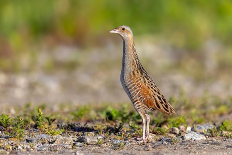 Corn crake, corncrake, landrail (Crex crex, Rallus crex) adult male foraging in field, meadow in