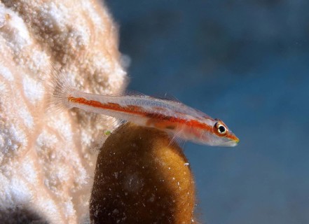 Mozambique dwarf goby (Pleurosicya mossambica)