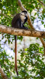 Red-tailed guenon or Congo white-nosed guenon (Cercopithecus ascanius schmidti), feeding, sitting