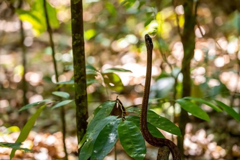 American whipsnake (Mastigodryas melanolomus), slithering on a branch, in the rainforest, Corcovado