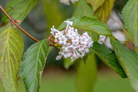 Fragrant snowball (Viburnum farreri), Germany