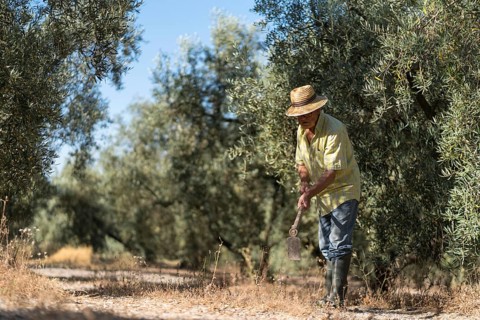 A senior man in a straw hat and plaid shirt works diligently in an olive grove, using a spade to