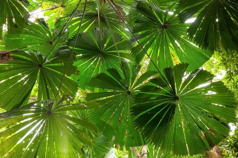 Australian fan palms in sunny rainforest on the way to Mount Sorrow in Daintree National Park