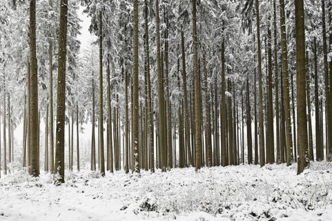Deep snow-covered coniferous forest, Horben, Canton Aargau, Switzerland