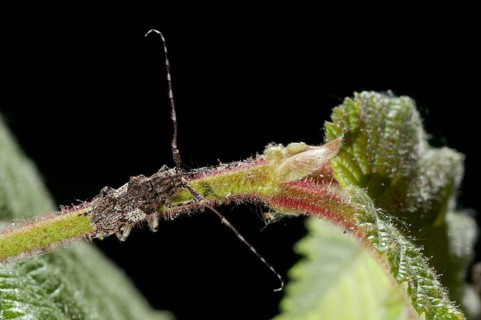 Bind eyeboat, gray-bonded eyespot, mesosa nebulosa, white-clouded longhorn beetle, beetle, longhorn