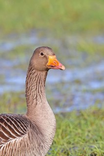 Greylag Goose (Anser anser), close-up, Ochsenmoor, Lower Saxony, Germany