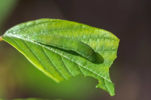 Brimestone, gonepteryx rhamni, butterfly, camouflage, inchworm, insects, caterpillar, butterfly,