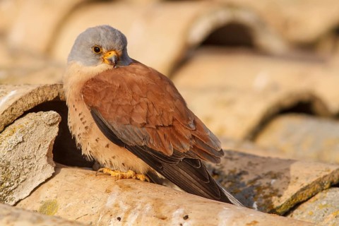 Lesser Kestrel (Falco naumanni), male on roof, Castile-La Mancha