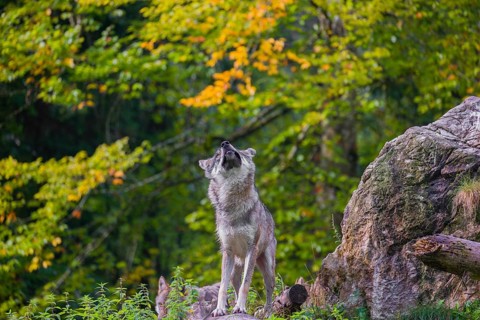 An adult male eurasian gray wolf (Canis lupus lupus) stands on a log and shakes off the water of