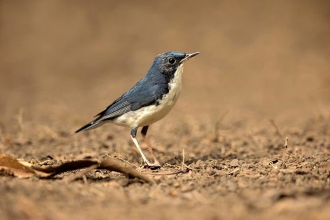 Siberian Blue Robin (Larvivora cyane) male perched on the ground, Bidoup National Park, Vietnam