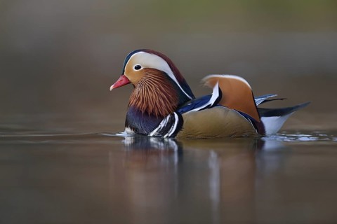 Mandarin Duck (Aix galericulata) male, North Rhine-Westphalia, Germany