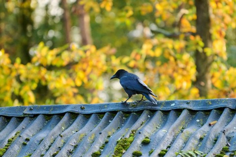 Carrion crow (Corvus corone) sitting on a roof top, Bavaria, Germany