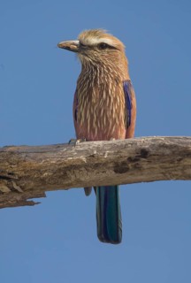 Purple Roller (Coracias naevius), Waterberg National Park, Namibia