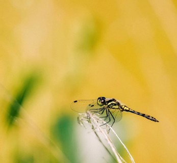 Black Darter (Sympetrum danae) on withered blade of grass, background yellow and blurred green