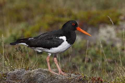 Eurasian Oystercatcher (Haematopus ostralegus), Iceland
