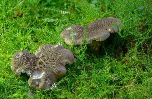Brown deer tongue, spruce hawk mushroom, hawk mushroom, hawk sponge, hawk spinger, hawk stubble