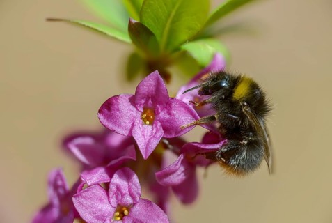 Apidae, bees, Bombus pratorum, Daphne mezereum, real daaphne, February Daphne, common dappy,