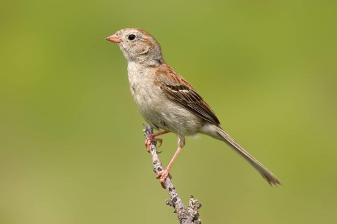 Field Sparrow Spizella pusilla Tall Grass Prairie Preserve, Pawhaska, Oklahoma, United States 7
