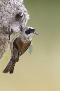 Eurasian Penduline Tit (Remiz pendulinus) male, Castile, Spain