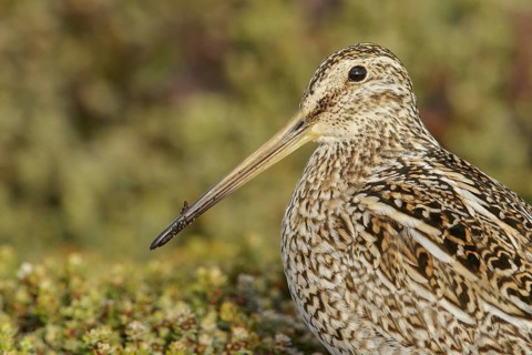 Magellanic Snipe (Gallinago magellanica magellanica) on the ground in the Falkland Islands