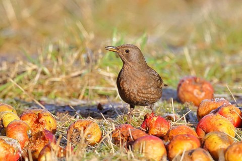 Blackbird (Turdus merula), female, sitting among fallen fruit, apples, in an orchard meadow,
