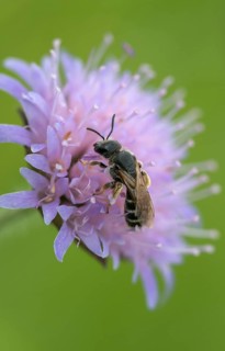 Apidae, bees, furrow bee, common furrow bee, halictus simplex, hymenoptera, high size, portrait