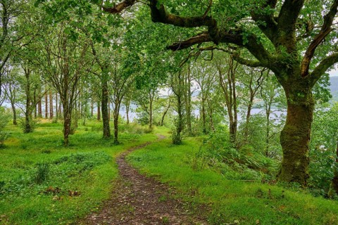 A narrow path snakes through a green forest, Loch Awe, Scotland, United Kingdom, Great Britain